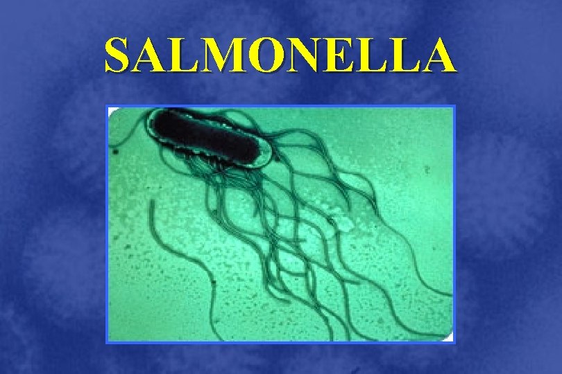 SALMONELLA 