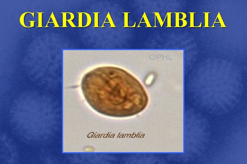 GIARDIA LAMBLIA 