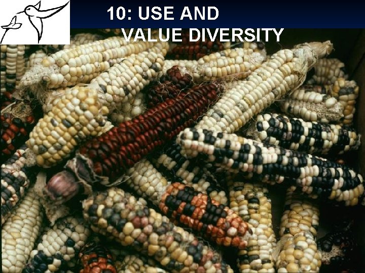 10: USE AND VALUE DIVERSITY 