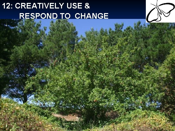 12: CREATIVELY USE & RESPOND TO CHANGE 