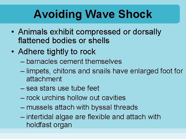 Avoiding Wave Shock • Animals exhibit compressed or dorsally flattened bodies or shells •