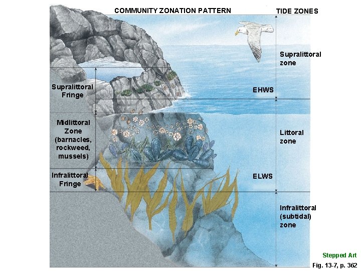 COMMUNITY ZONATION PATTERN TIDE ZONES Supralittoral zone Supralittoral Fringe EHWS Midlittoral Zone (barnacles, rockweed,