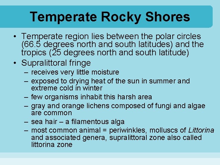 Temperate Rocky Shores • Temperate region lies between the polar circles (66. 5 degrees