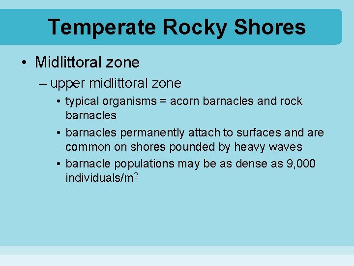 Temperate Rocky Shores • Midlittoral zone – upper midlittoral zone • typical organisms =