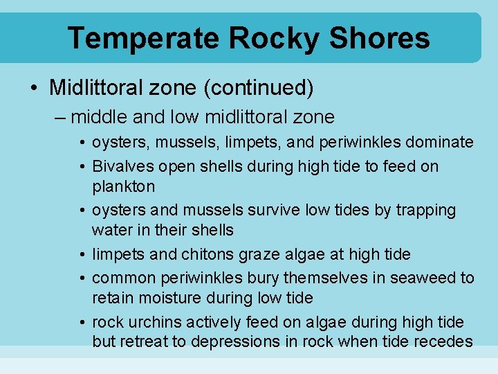 Temperate Rocky Shores • Midlittoral zone (continued) – middle and low midlittoral zone •