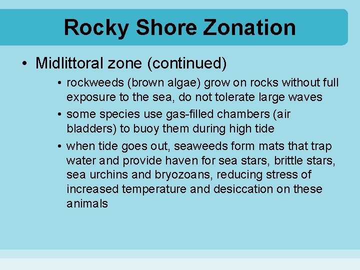 Rocky Shore Zonation • Midlittoral zone (continued) • rockweeds (brown algae) grow on rocks