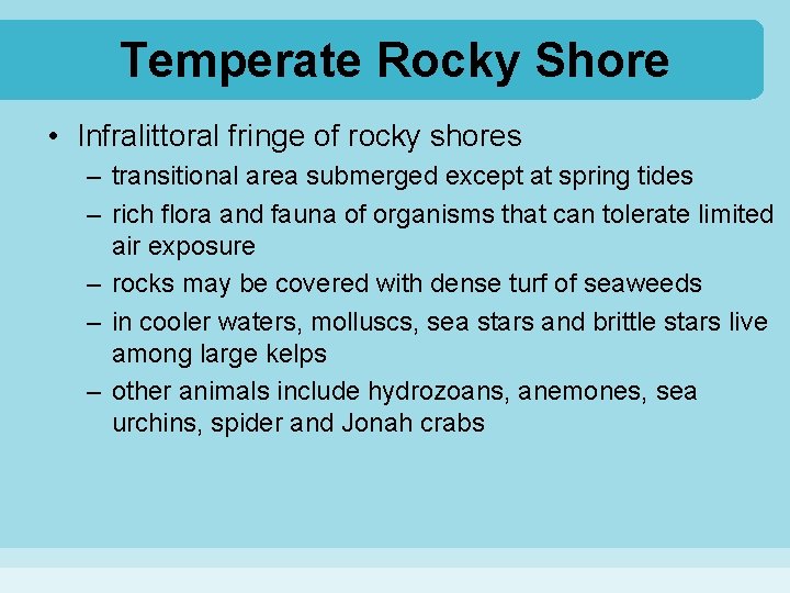 Temperate Rocky Shore • Infralittoral fringe of rocky shores – transitional area submerged except