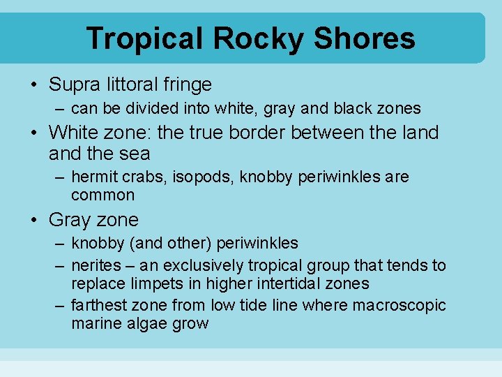 Tropical Rocky Shores • Supra littoral fringe – can be divided into white, gray