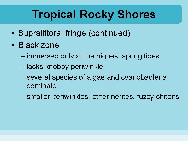 Tropical Rocky Shores • Supralittoral fringe (continued) • Black zone – immersed only at