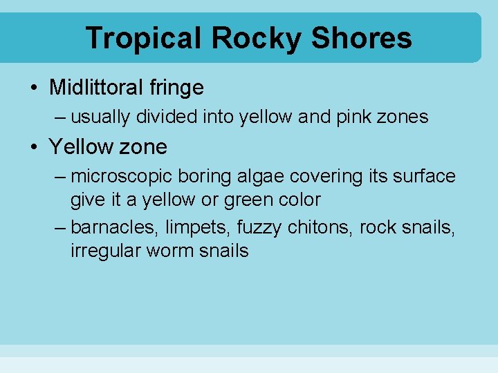 Tropical Rocky Shores • Midlittoral fringe – usually divided into yellow and pink zones