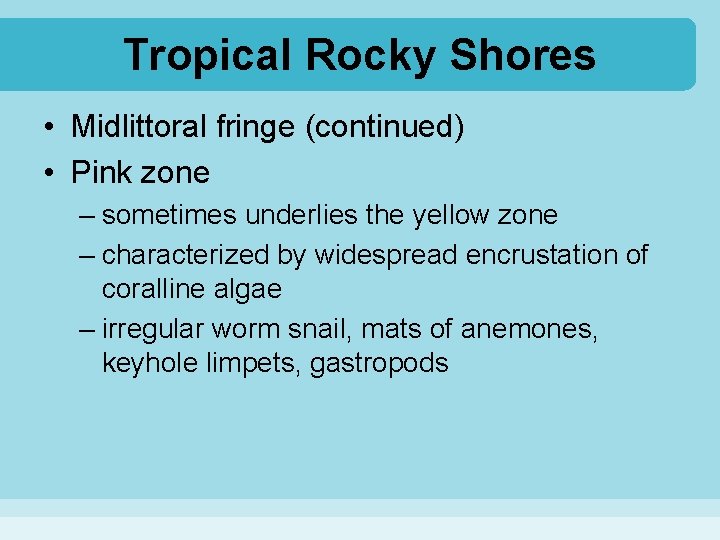 Tropical Rocky Shores • Midlittoral fringe (continued) • Pink zone – sometimes underlies the
