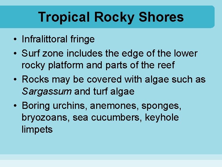 Tropical Rocky Shores • Infralittoral fringe • Surf zone includes the edge of the