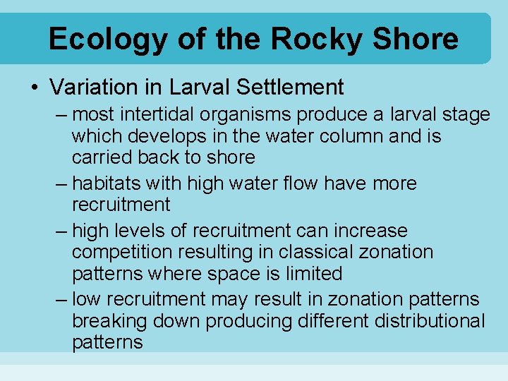 Ecology of the Rocky Shore • Variation in Larval Settlement – most intertidal organisms