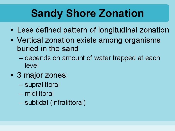 Sandy Shore Zonation • Less defined pattern of longitudinal zonation • Vertical zonation exists