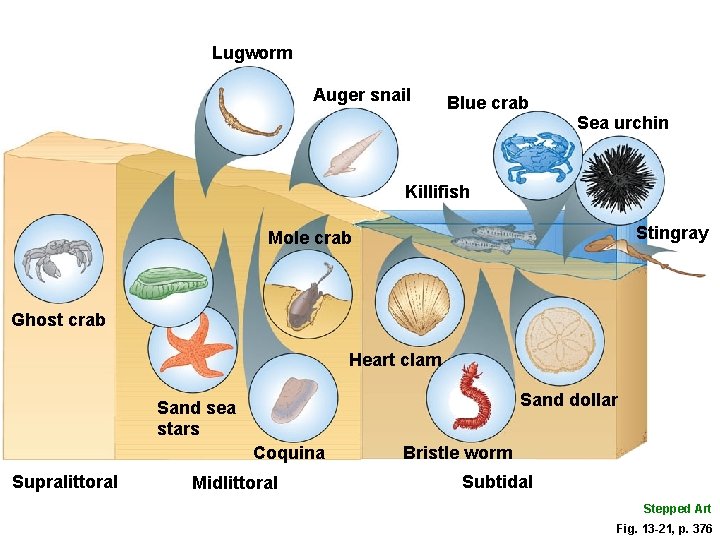 Lugworm Auger snail Blue crab Sea urchin Killifish Stingray Mole crab Ghost crab Heart