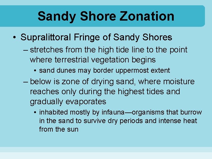 Sandy Shore Zonation • Supralittoral Fringe of Sandy Shores – stretches from the high