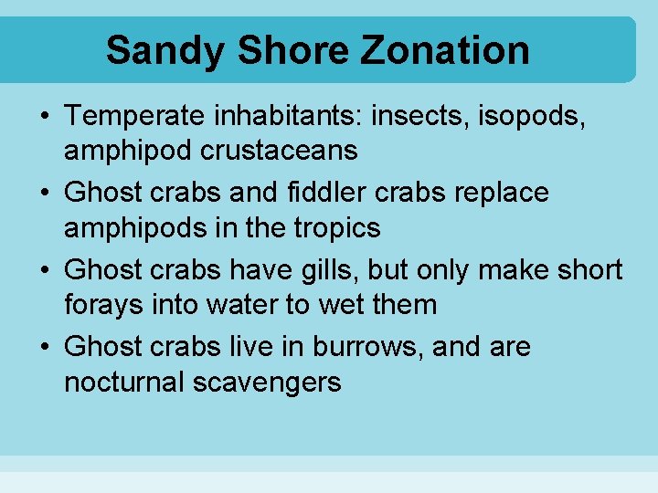 Sandy Shore Zonation • Temperate inhabitants: insects, isopods, amphipod crustaceans • Ghost crabs and