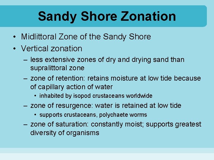 Sandy Shore Zonation • Midlittoral Zone of the Sandy Shore • Vertical zonation –