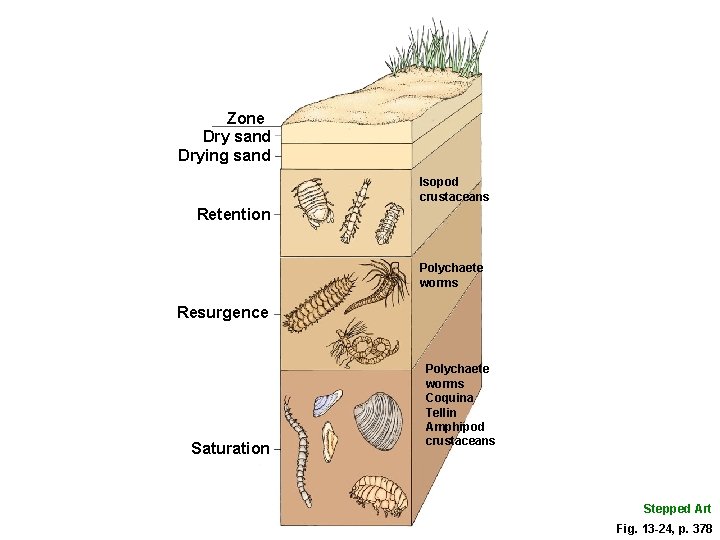 Zone Dry sand Drying sand Isopod crustaceans Retention Polychaete worms Resurgence Saturation Polychaete worms