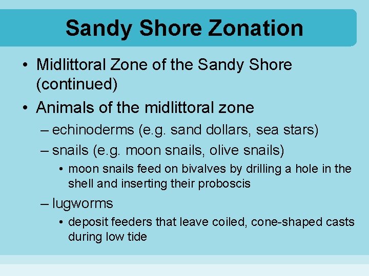 Sandy Shore Zonation • Midlittoral Zone of the Sandy Shore (continued) • Animals of