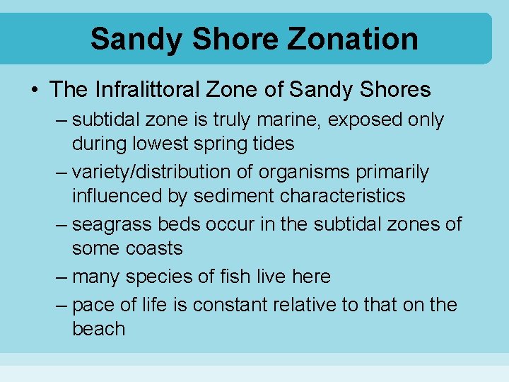 Sandy Shore Zonation • The Infralittoral Zone of Sandy Shores – subtidal zone is