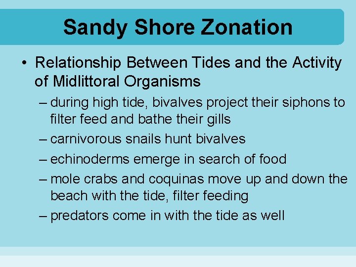 Sandy Shore Zonation • Relationship Between Tides and the Activity of Midlittoral Organisms –