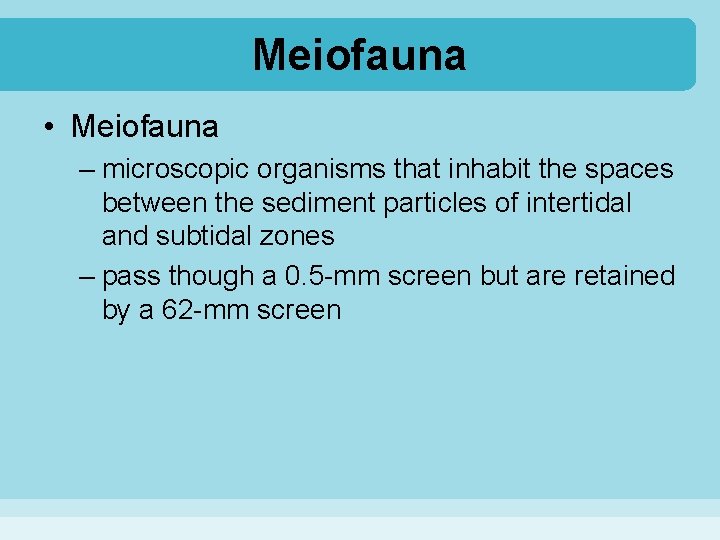 Meiofauna • Meiofauna – microscopic organisms that inhabit the spaces between the sediment particles