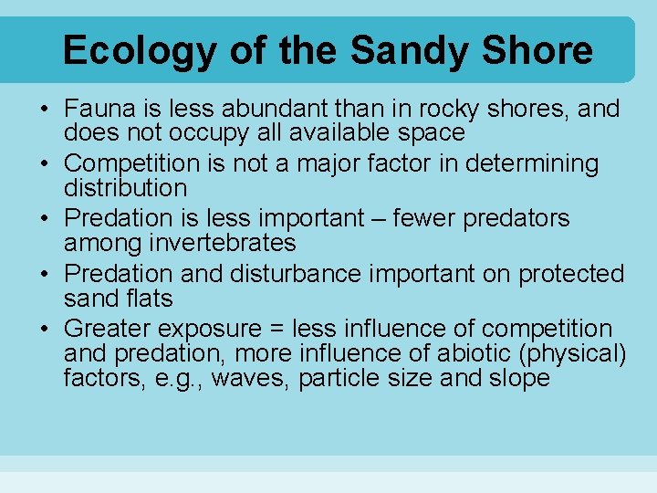 Ecology of the Sandy Shore • Fauna is less abundant than in rocky shores,