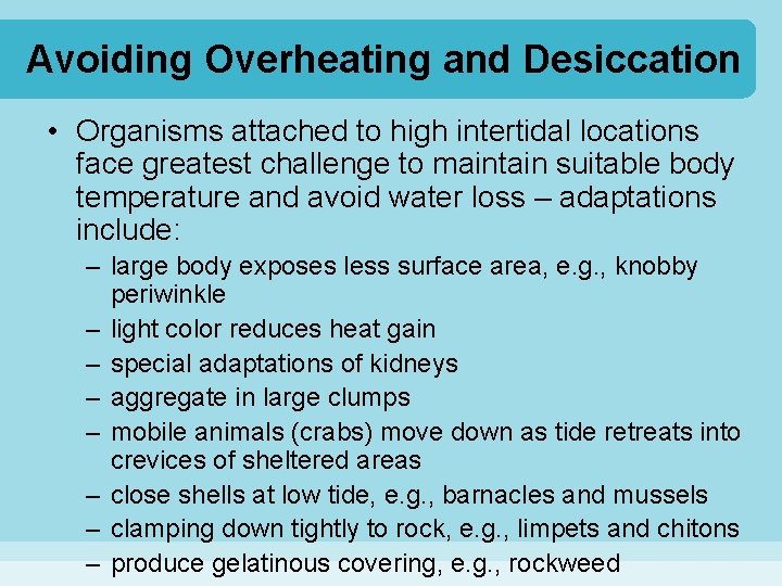Avoiding Overheating and Desiccation • Organisms attached to high intertidal locations face greatest challenge