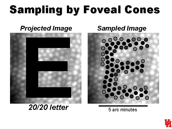 Sampling by Foveal Cones Projected Image 20/20 letter Sampled Image 5 arc minutes 