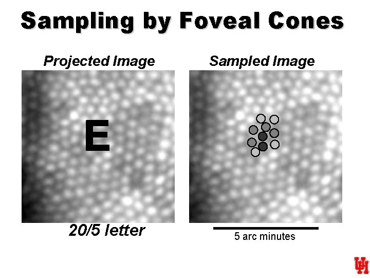 Sampling by Foveal Cones Projected Image 20/5 letter Sampled Image 5 arc minutes 