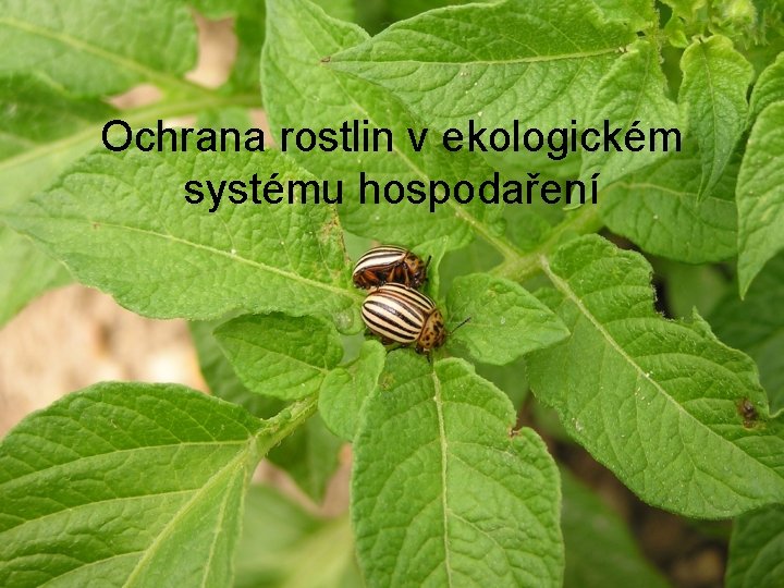 Ochrana rostlin v ekologickém systému hospodaření 