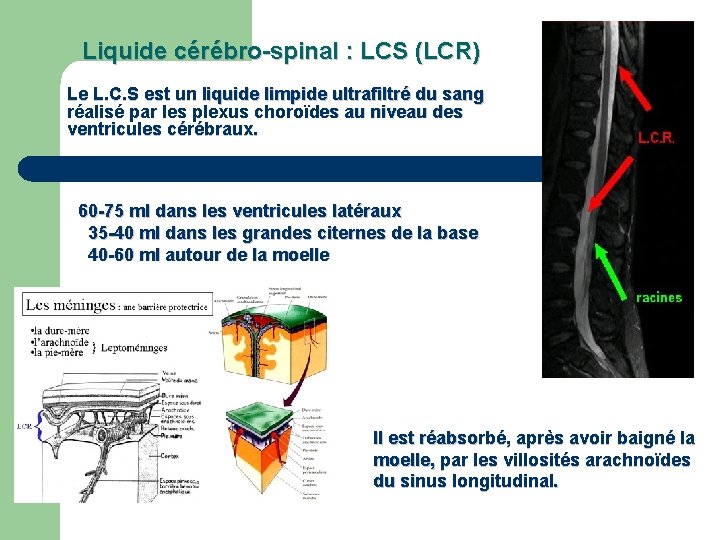 Liquide cérébro-spinal : LCS (LCR) Le L. C. S est un liquide limpide ultrafiltré