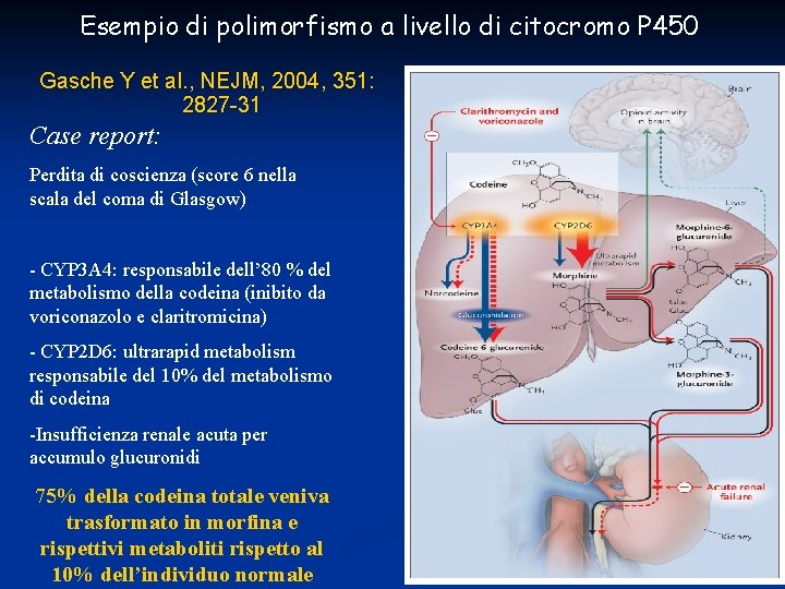 Esempio di polimorfismo a livello di citocromo P 450 Gasche Y et al. ,