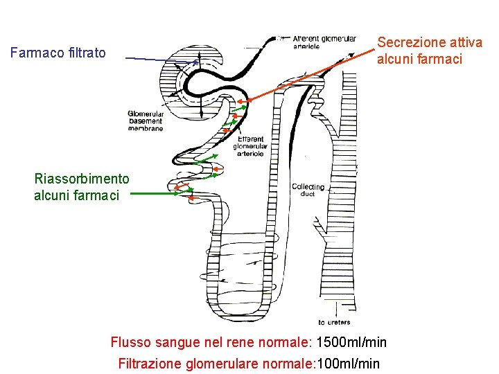 Secrezione attiva alcuni farmaci Farmaco filtrato Riassorbimento alcuni farmaci Flusso sangue nel rene normale: