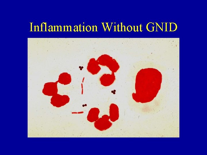 Inflammation Without GNID 