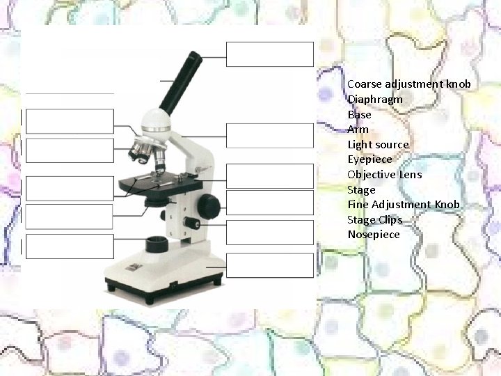 Coarse adjustment knob Diaphragm Base Arm Light source Eyepiece Objective Lens Stage Fine Adjustment Coarse adjustment knob Diaphragm Base Arm Light source Eyepiece Objective Lens Stage Fine Adjustment