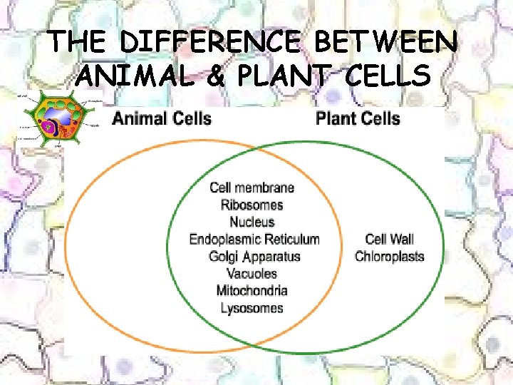 THE DIFFERENCE BETWEEN ANIMAL & PLANT CELLS THE DIFFERENCE BETWEEN ANIMAL & PLANT CELLS