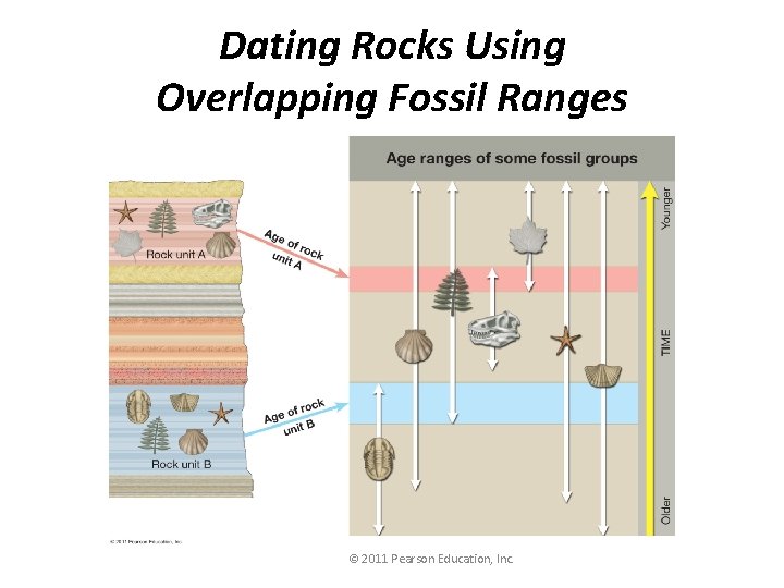 Dating Rocks Using Overlapping Fossil Ranges © 2011 Pearson Education, Inc. 