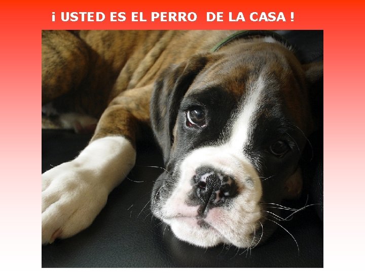 ¡ USTED ES EL PERRO DE LA CASA ! 