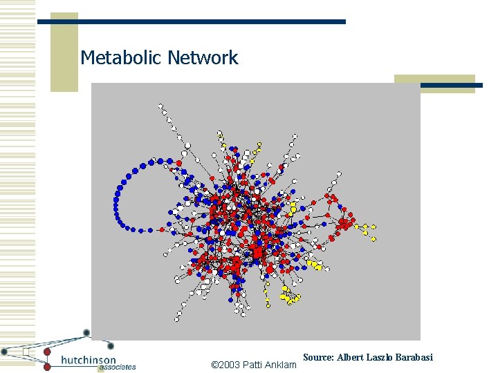 Metabolic Network © 2003 Patti Anklam Source: Albert Laszlo Barabasi 