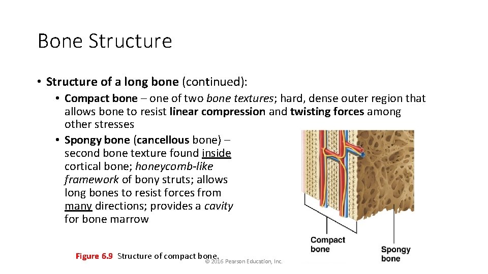 Bone Structure • Structure of a long bone (continued): • Compact bone – one