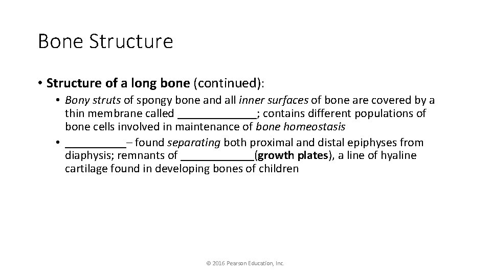 Bone Structure • Structure of a long bone (continued): • Bony struts of spongy