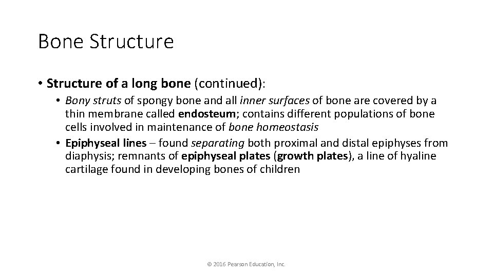 Bone Structure • Structure of a long bone (continued): • Bony struts of spongy