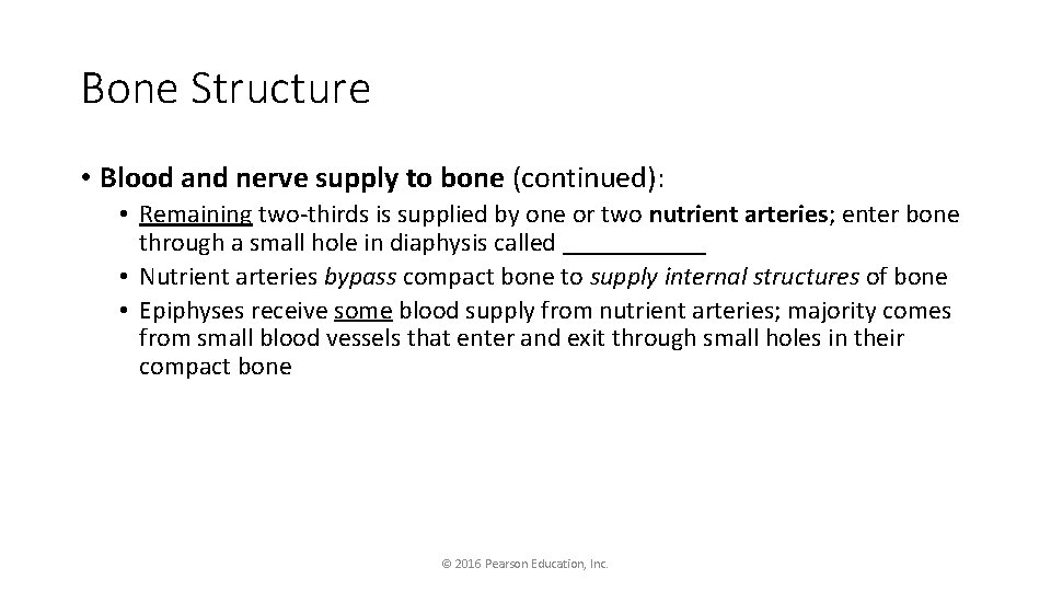 Bone Structure • Blood and nerve supply to bone (continued): • Remaining two-thirds is