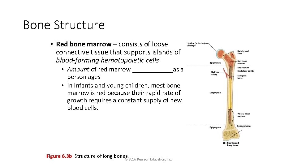 Bone Structure • Red bone marrow – consists of loose connective tissue that supports