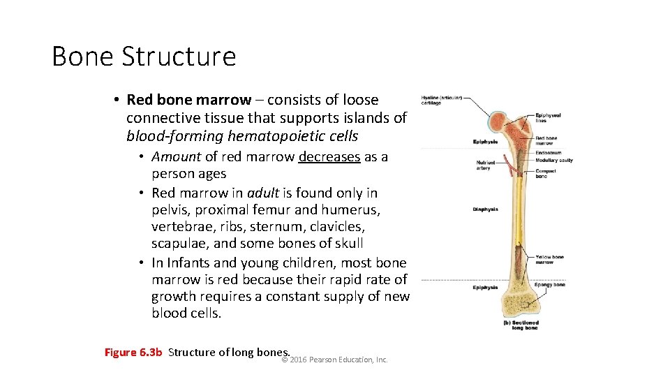 Bone Structure • Red bone marrow – consists of loose connective tissue that supports