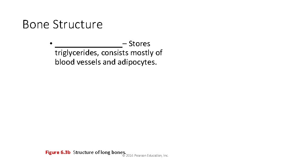 Bone Structure • ________– Stores triglycerides, consists mostly of blood vessels and adipocytes. Figure