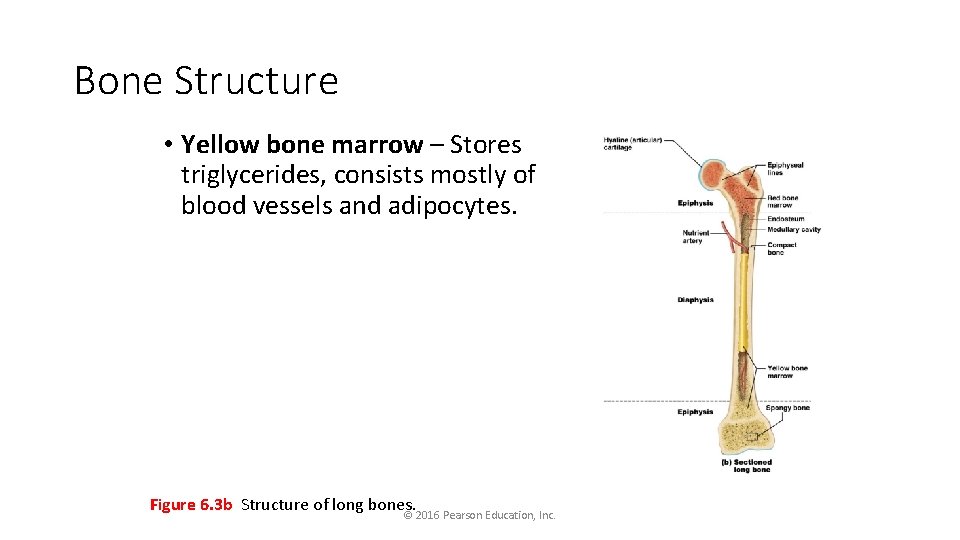 Bone Structure • Yellow bone marrow – Stores triglycerides, consists mostly of blood vessels