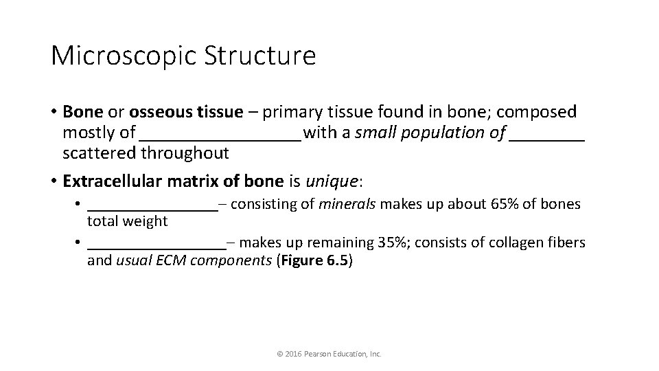 Microscopic Structure • Bone or osseous tissue – primary tissue found in bone; composed